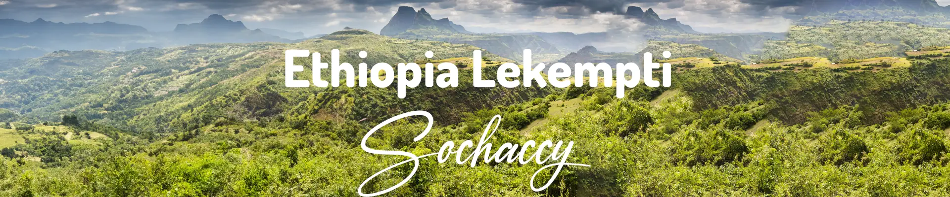 Kawa ziarnista świeżo palona do ekspresu Etiopia Lekempti