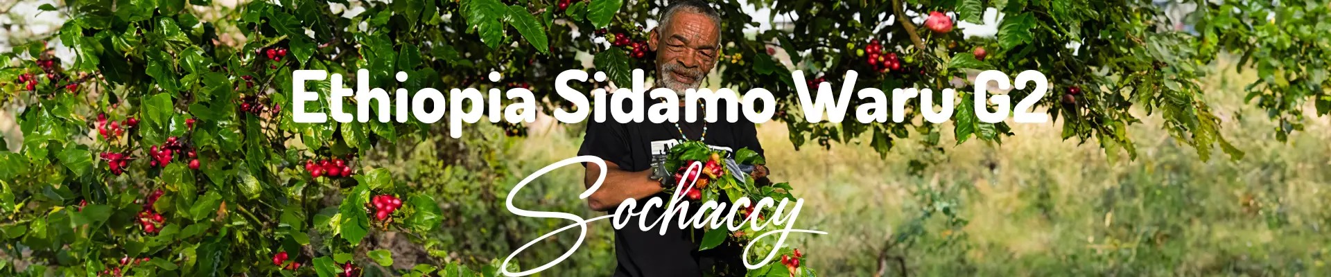 Kawa ziarnista Etiopia Sidamo Waru-Rzemieślnicza Palarnia Kawy