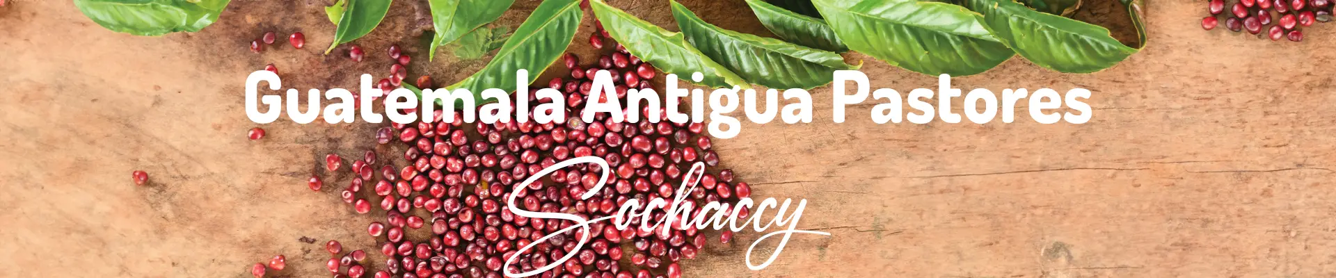 Gwatemala Antigua Pastores Świeżo Palona Arabica Kawa Ziarnista
