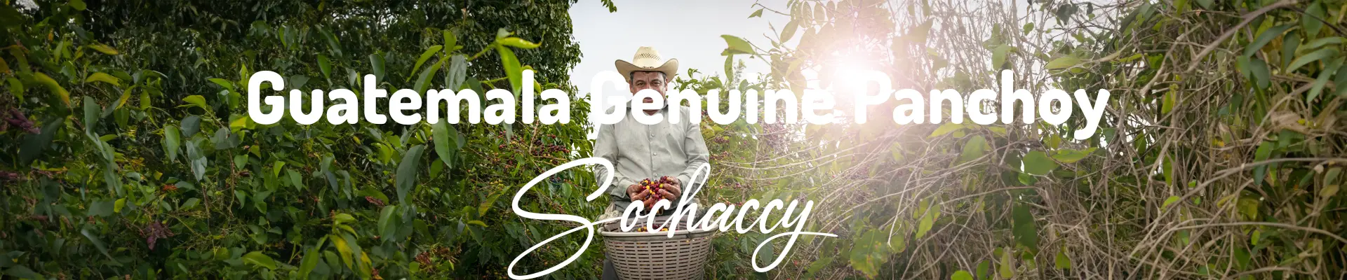 Gwatemala Genuine Panchoy  Świeżo Palona Arabica