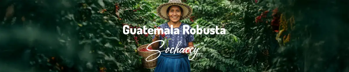 Gwatemala Robusta Kawa ziarnista