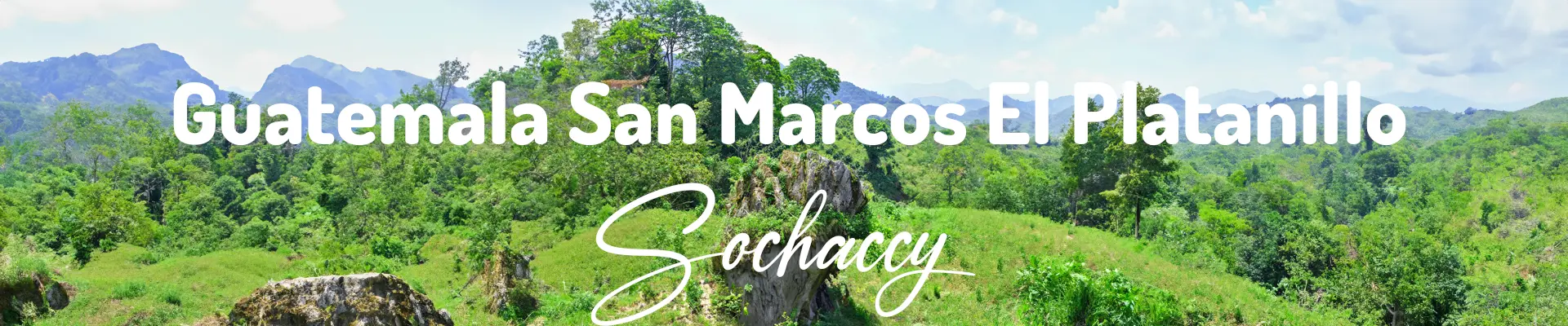 Plantacja kawy Gwatemala San Marcos