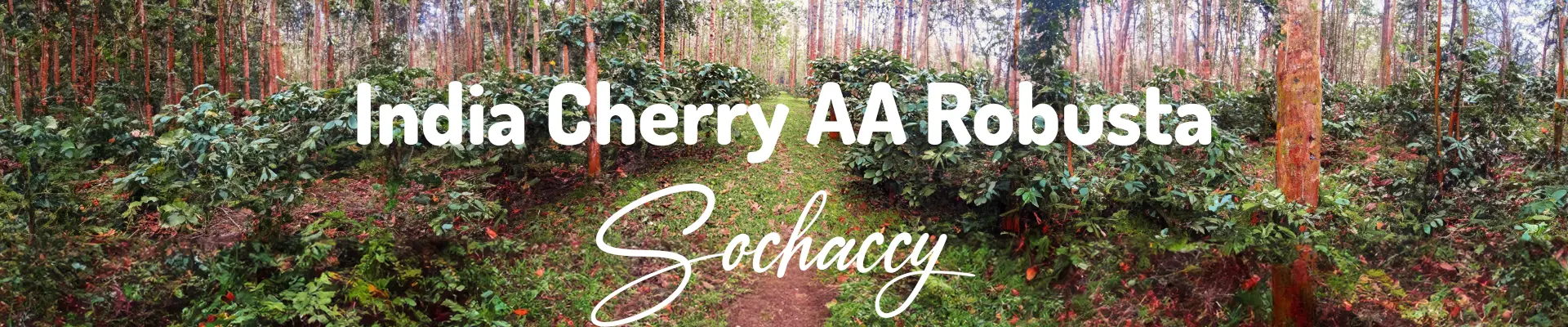 Plantacja kawy Robusta Cherry w Indiach