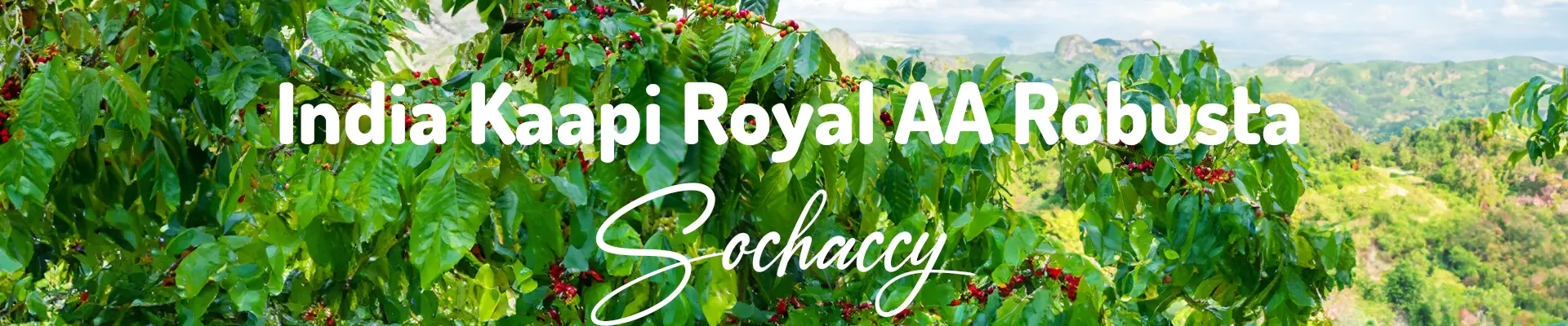 Plantacja Indyjskiej Robusty Kaapi Royale AA