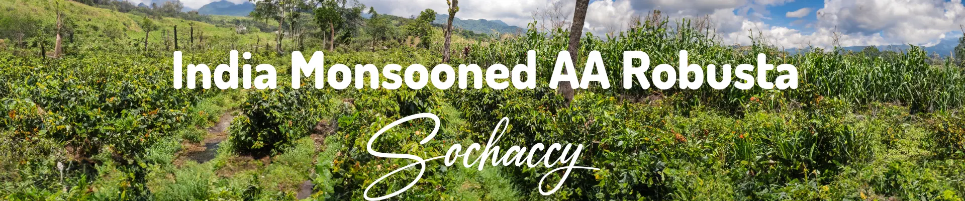 Plantacja Indie Monsooned Robusta