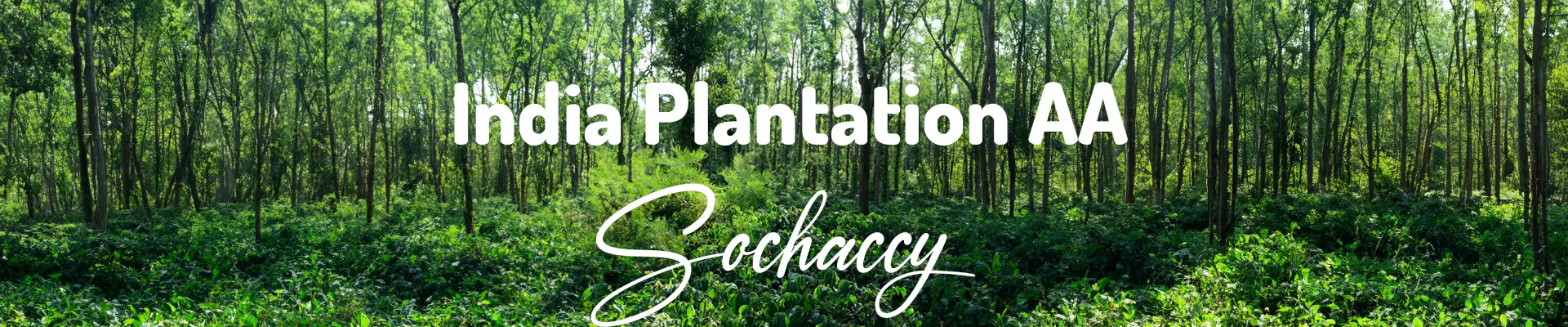 Kawa Indie Planatation AA