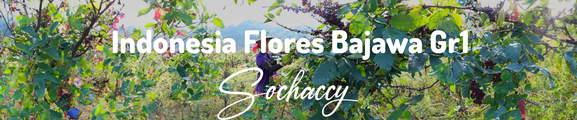 Kawa Indonezja Flores Sochaccy.Co