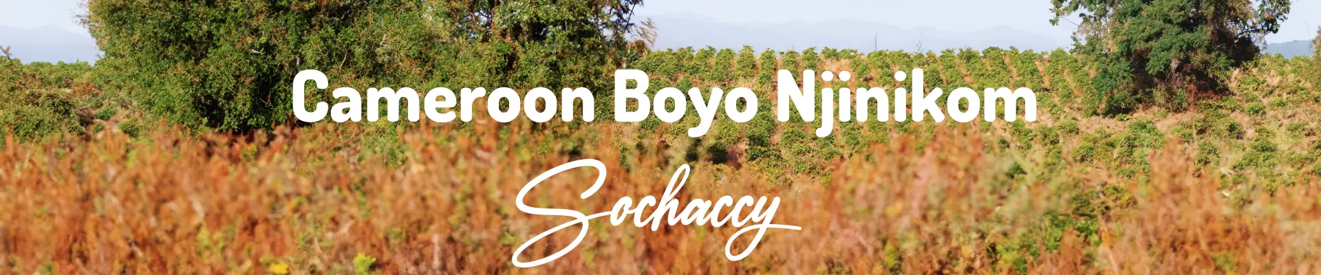 Kawa Kamerun Boyo Njinikom