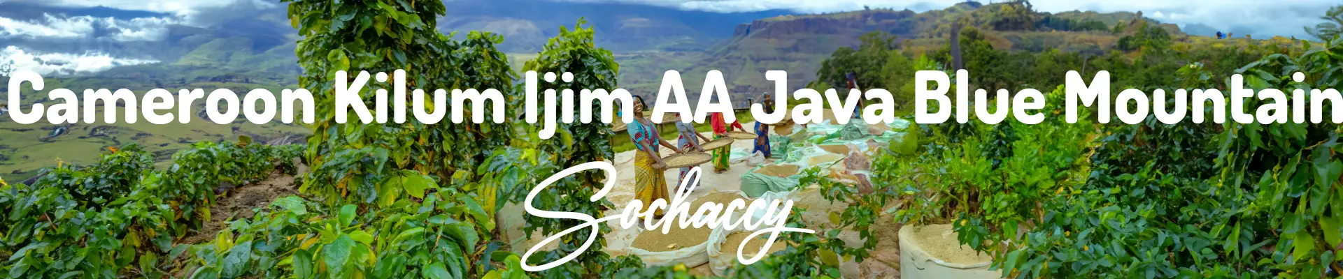 Kamerun Kilum Ijim Świeżo Palona Arabica Kawa Ziarnista Rzemieślnicza Palarnia Kawy