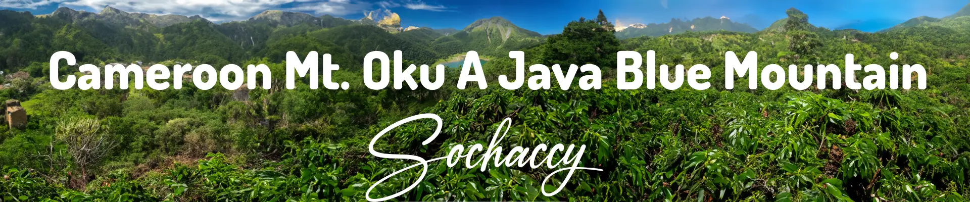 Kawa ziarnista Kamerun Mt. Oku Plantacja kawy
