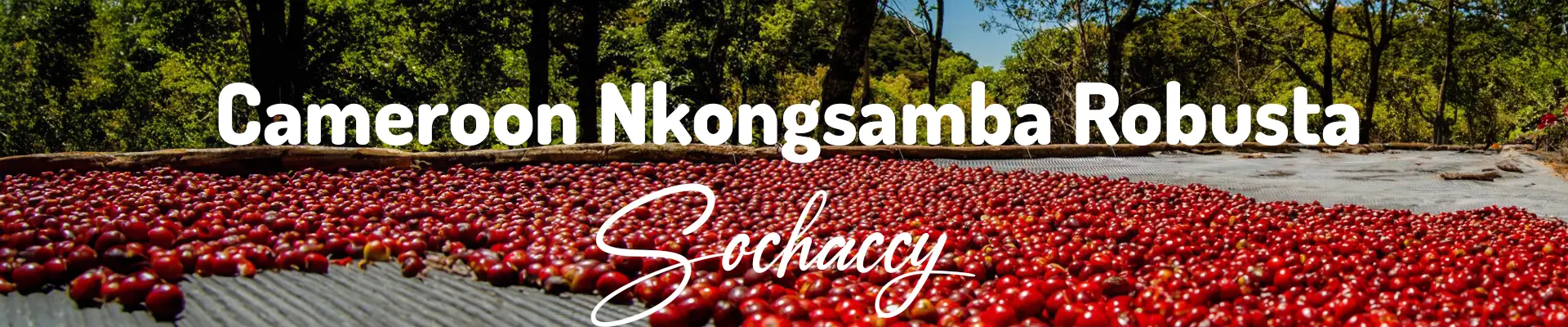 Robusta z Kamerunu