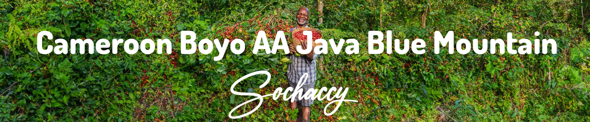 Kawa Kamerun Boyo Świeżo Palona Arabica Kawa Ziarnista Rzemieślnicza Palarnia Kawy