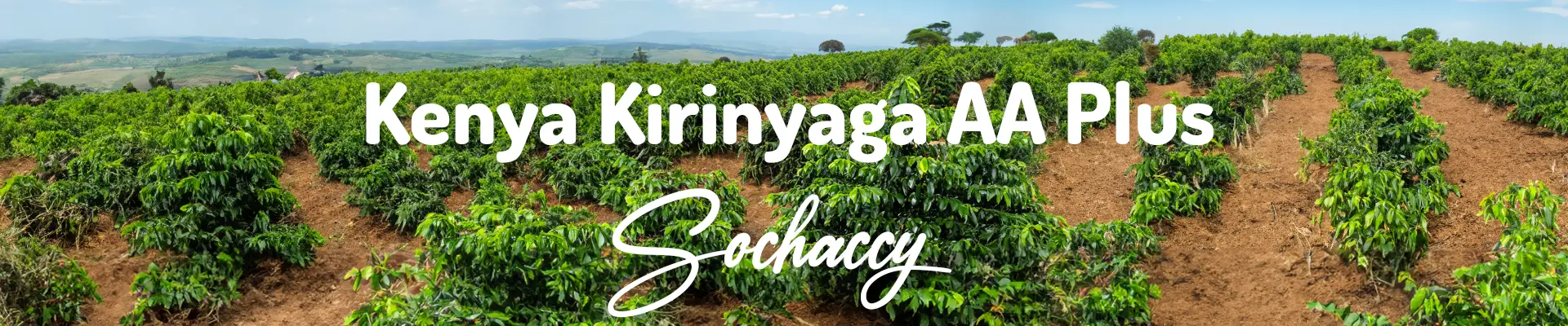 Kawa Kenia Kirinyaga AA Plus