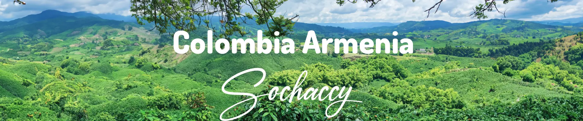 Kolumbia Armenia Excelso Świeżo Palona Arabica Kawa Ziarnista