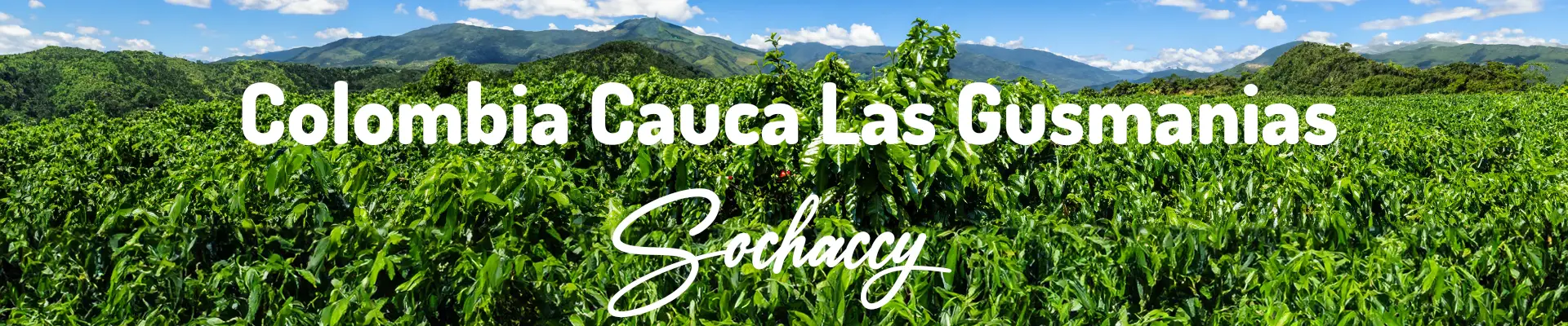 Kawa ziarnista Kolumbia Cauca