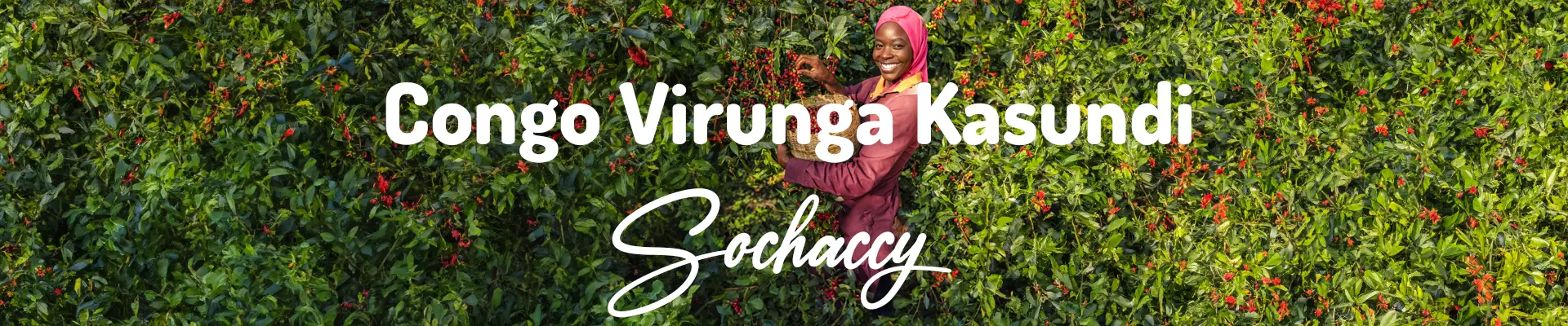 Kongo Virunga Kasundi Świeżo Palona Arabica Kawa Ziarnista Rzemieślnicza Palarnia Kawy