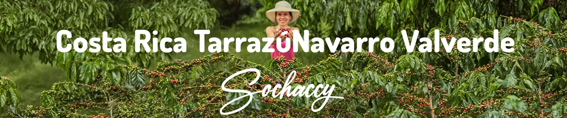 Kawa Kostaryka Tarrazú Navarro Valverde Świeżo Palona Arabica Rzemieślnicza Kawa Ziarnista