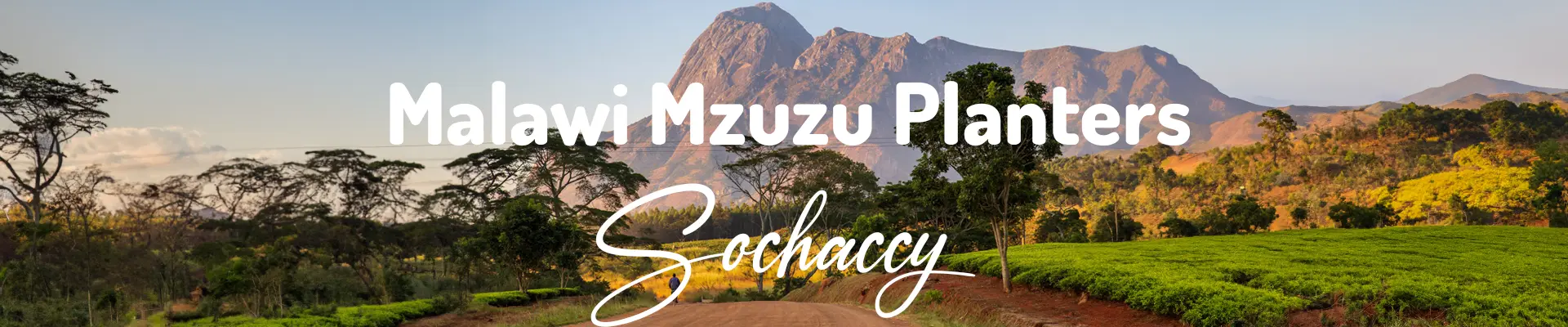 Kawa z Malawi