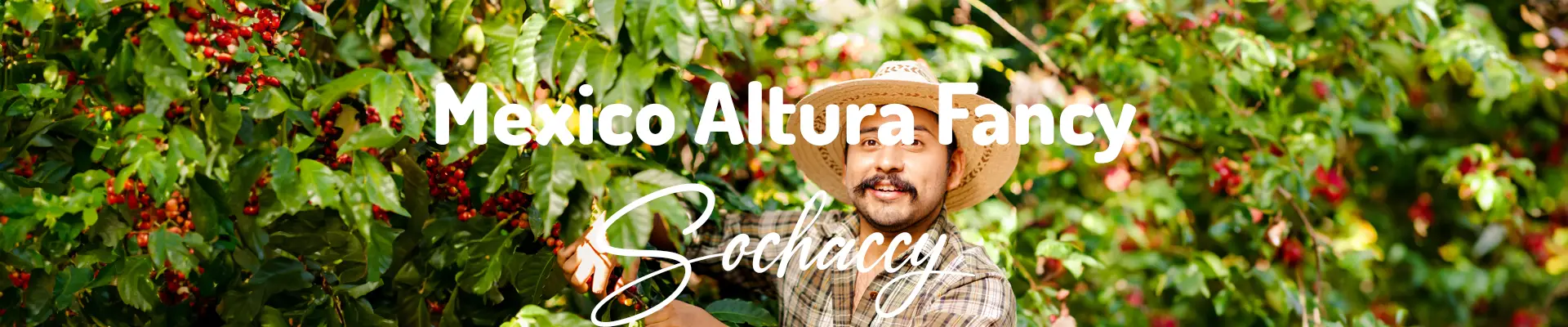 kawa Meksyk Altura Fancy Świeżo Palona Arabica Kawa Ziarnista
