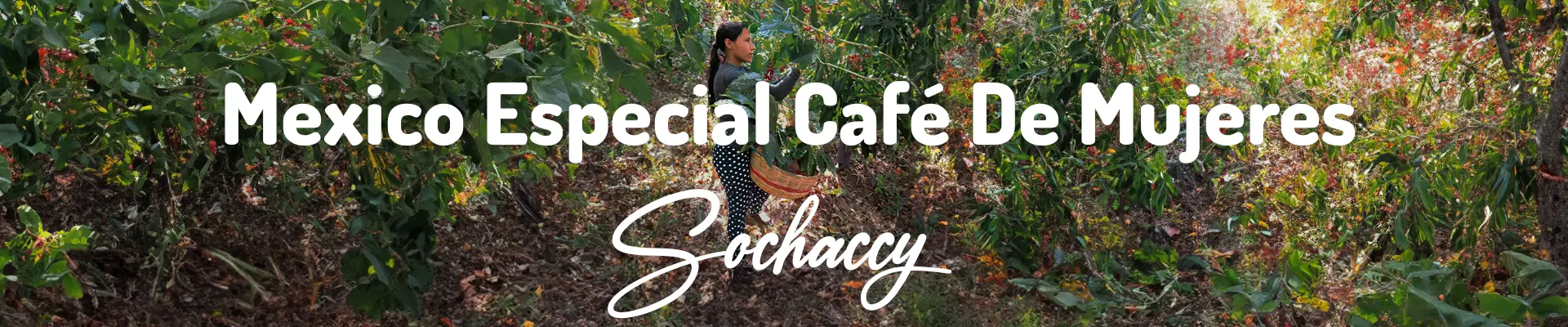 Kawa Meksyk Especial Café de Mujeres