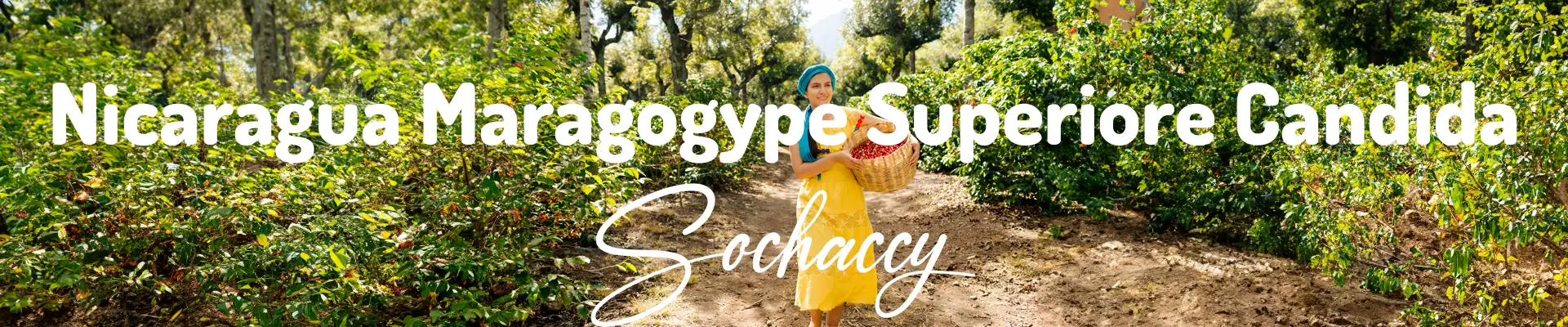 Nikaragua Maragogype Superiore Candida Świeżo Palona Arabica Kawa Ziarnista