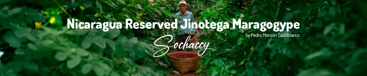 Kawa Nikaragua Reserved Jinotega-Maragogype