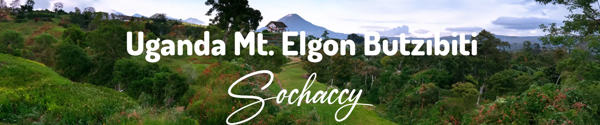 Plantacja kawy Uganda Mt.Elgon