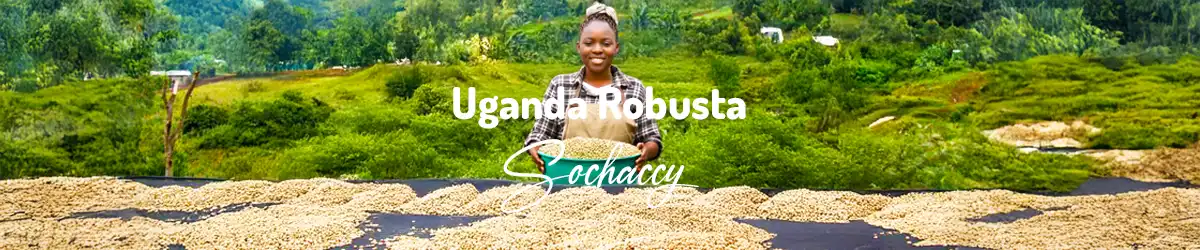 Kawa Uganda Robusta