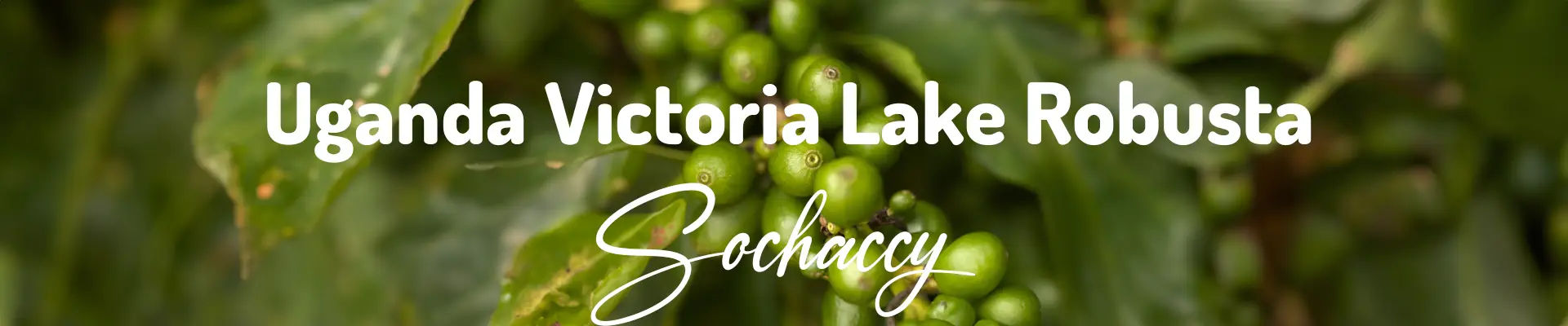 Uganda Victoria Lake Świeżo Palona Robusta Kawa Ziarnista