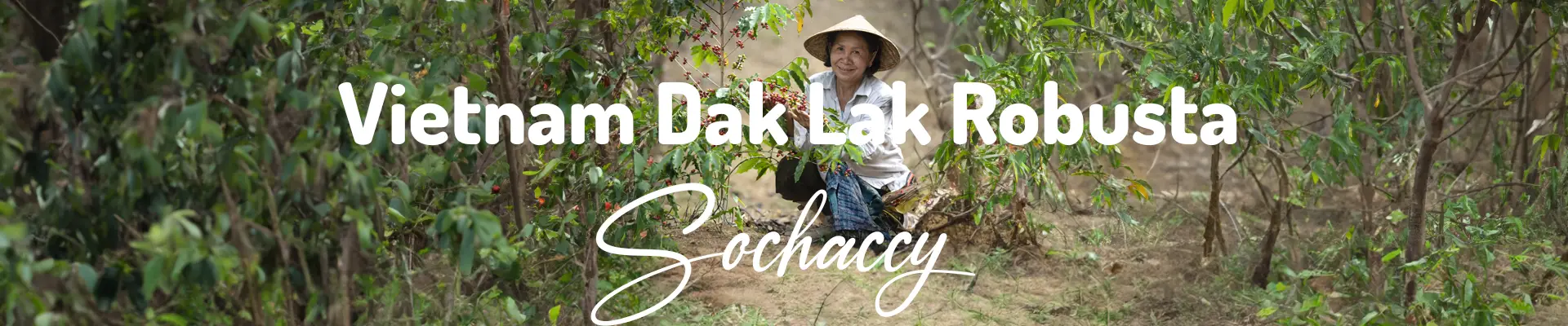Plantacja Kawy Robusta Wietnam Dak Lak