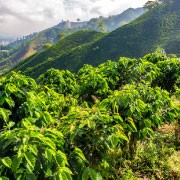 Plantacja Kawy- Kolumbia-Kawa Sochaccy.co