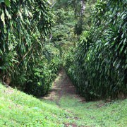 Nicaragua Coffee Plantation - Sochaccy.co Coffee Roasters Blog