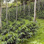 Plantacja Kawy Indie - Blog Palarni Kawy Sochaccy.co