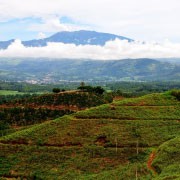 Plantacja Kawy Kostaryka- Blog Palarni Kawy Sochaccy.co