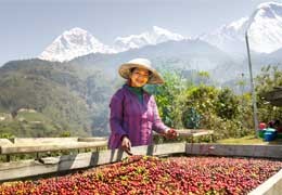 Coffee from Nepal: History, Cultivation and Unique Values