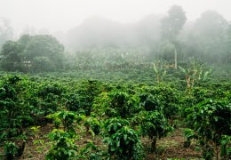 Coffee from Costa Rica: Discover Unique Taste and Aroma Straight from the Heart of Costa Rica