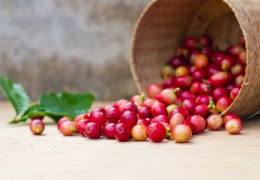 Odkryj Świeżo Paloną Kawę z Salwadoru w Palarni Kawy Sochaccy.Co