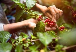 Papua Nowa Gwinea - nieodkryty klejnot w świecie kawy