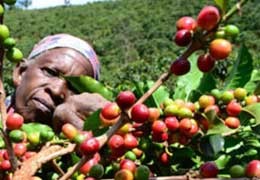 Kawa z Tanzanii: Wysokie Wzgórza, Bogate Smaki | Sochaccy.Co Blog