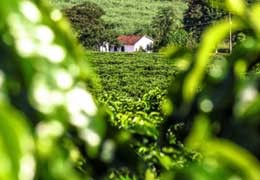 Kawa z Nikaragui: Odkryj Bogatą Historię i Niepowtarzalny Smak | Sochaccy.Co Blog